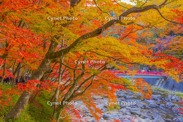 香嵐渓の紅葉 [YKA110023399]