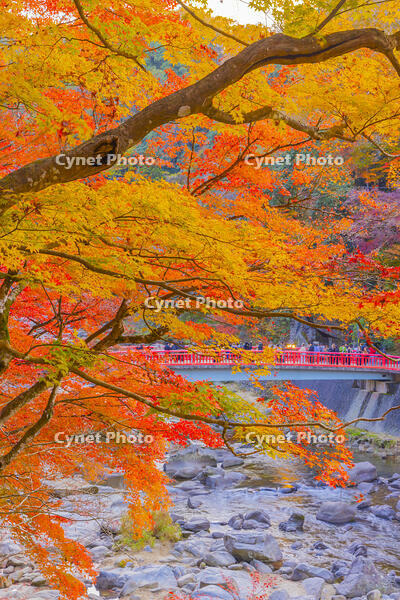 香嵐渓の紅葉 [YKA110023400]