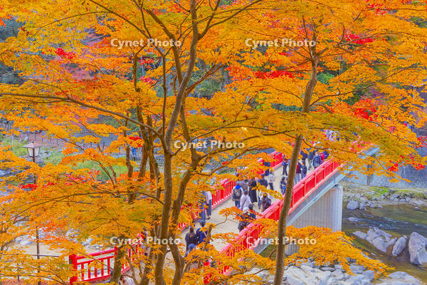 香嵐渓の紅葉 [YKA110023401]