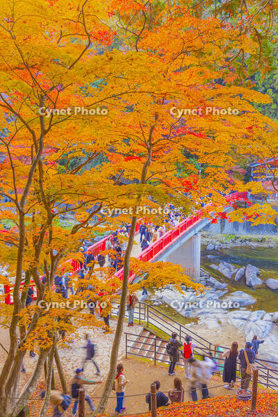 香嵐渓の紅葉 [YKA110023402]