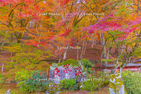 秋の香嵐渓 [YKA110023403]