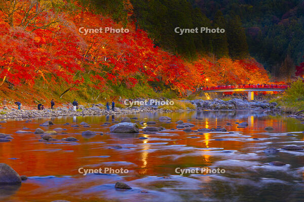 香嵐渓のライトアップ [YKA110023404]