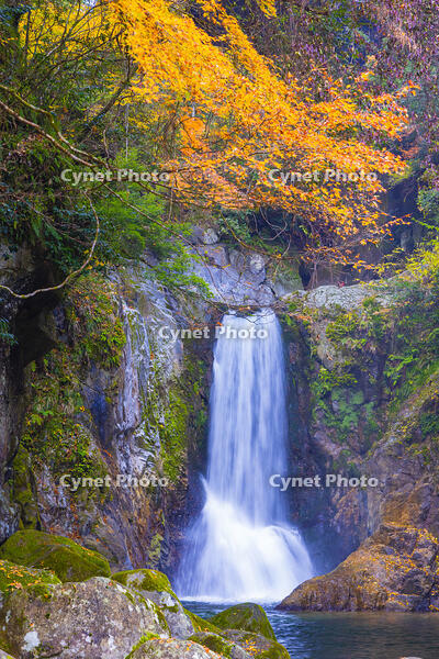 鳴沢の滝 [YKA110023408]