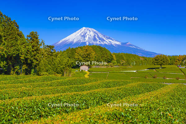 大淵笹場の茶畑と富士山 [YKA110023437]