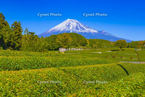 大淵笹場の茶畑と富士山 [YKA110023438]