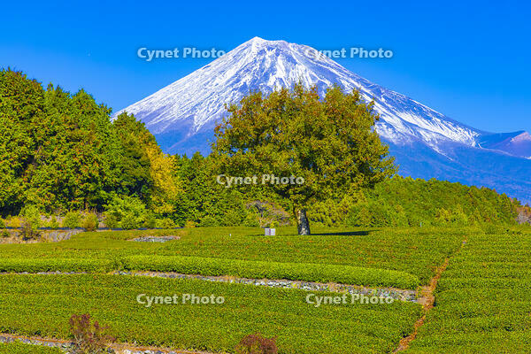 大淵笹場の茶畑と富士山 [YKA110023439]