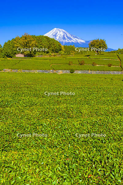 大淵笹場の茶畑と富士山 [YKA110023440]