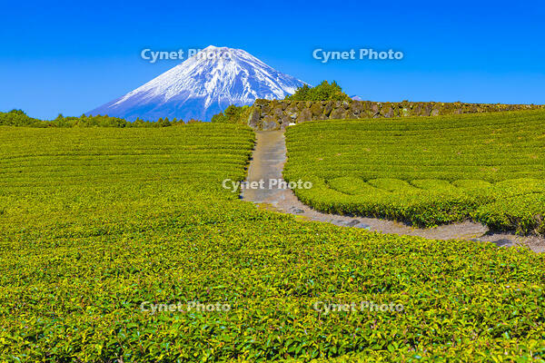 今宮の茶畑と富士山 [YKA110023441]
