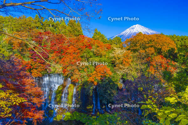 白糸の滝と富士山 [YKA110023443]