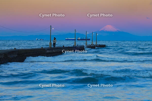 朝の岡本桟橋と富士山 [YKA110023463]
