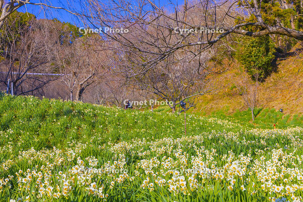 をくずれ水仙郷 [YKA110023480]