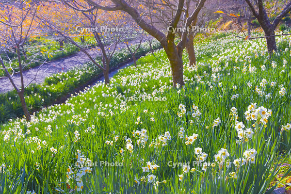 をくずれ水仙郷 [YKA110023481]