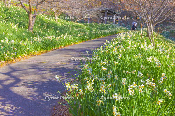 をくずれ水仙郷 [YKA110023482]