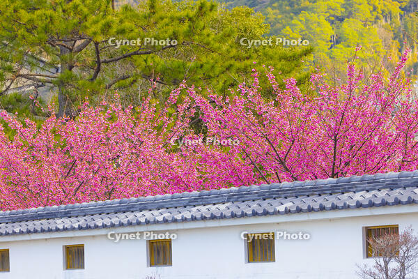 土肥桜となまこ塀 [YKA110023493]