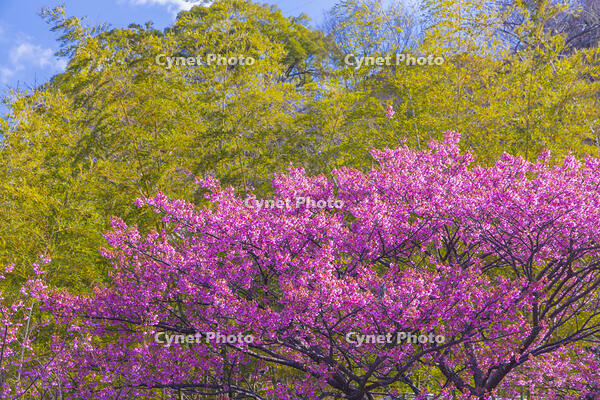 土肥桜 [YKA110023494]