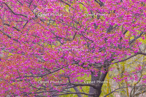 土肥桜 [YKA110023495]