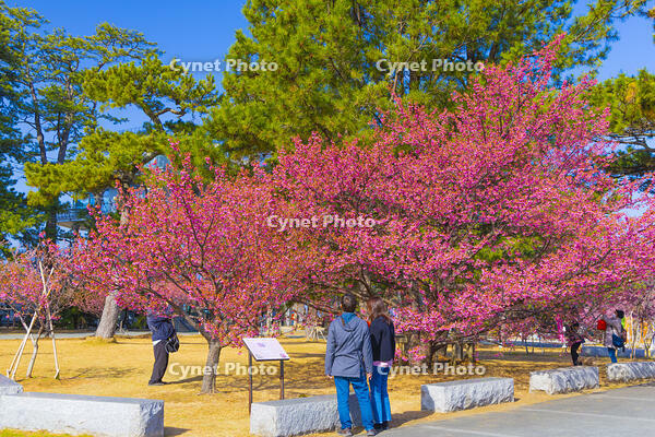 土肥桜咲く松原公園 [YKA110023497]
