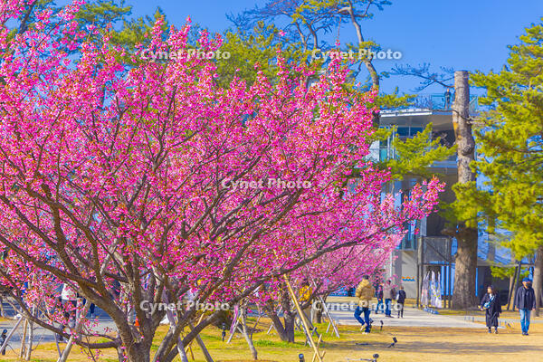 土肥桜咲く松原公園 [YKA110023498]