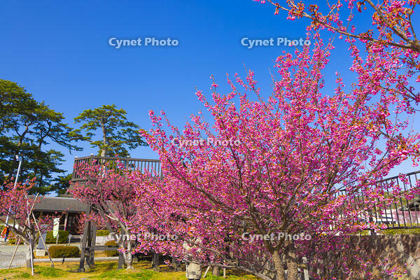 土肥桜咲く松原公園 [YKA110023499]