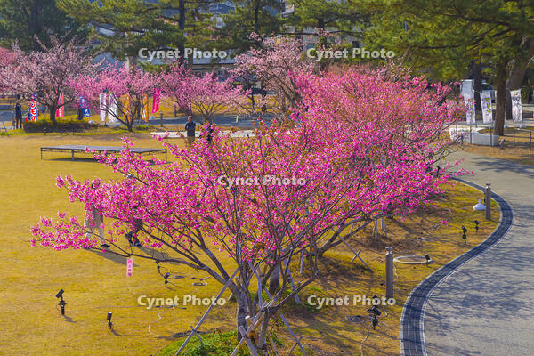 土肥桜咲く松原公園 [YKA110023500]