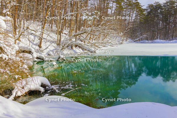 雪の五色沼の青沼 [YKA110023514]