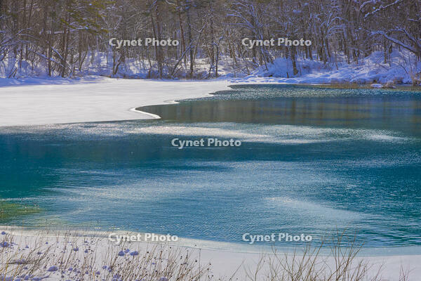 雪の五色沼のるり沼 [YKA110023515]