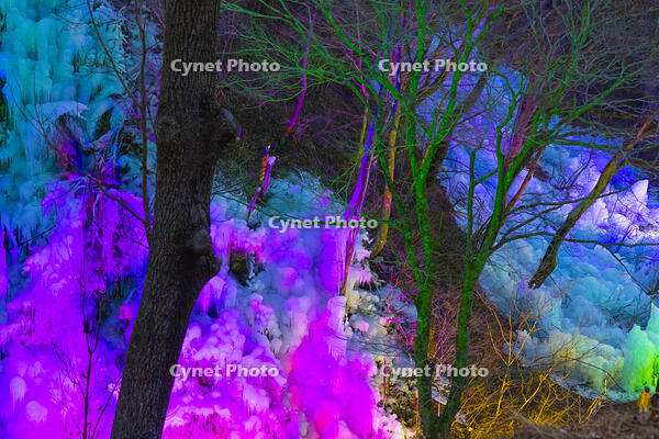 あしがくぼの氷柱　ライトアップ [YKA110023516]