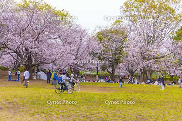 仙川と祖師谷公園の桜と菜の花 [YKA110023529]