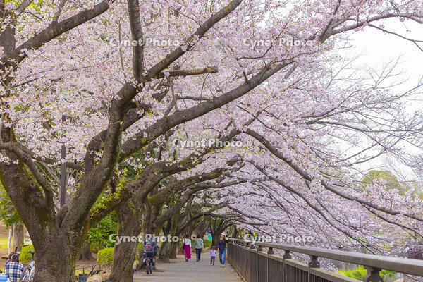 桜咲く祖師谷公園 [YKA110023530]
