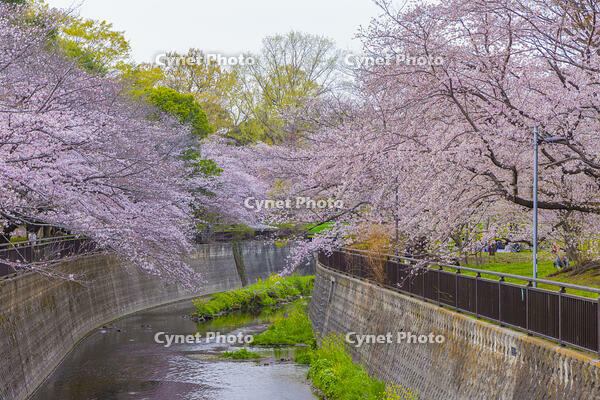 仙川と桜咲く祖師谷公園 [YKA110023531]