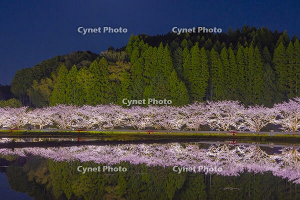 夷隅・札森の桜ライトアップ [YKA110023538]