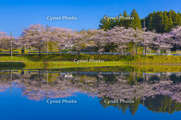 夷隅・札森の桜 [YKA110023539]