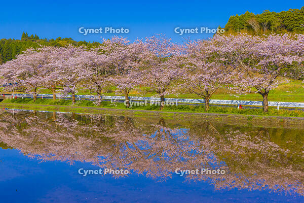 夷隅・札森の桜 [YKA110023540]