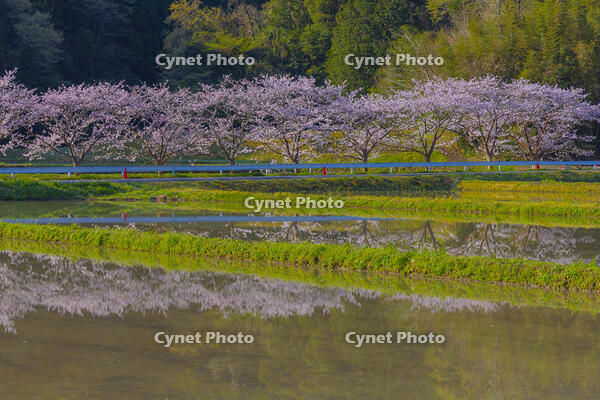 夷隅・札森の桜 [YKA110023541]