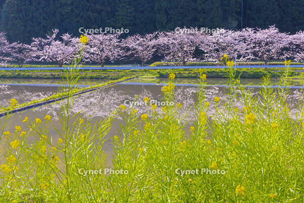 夷隅・札森の桜と菜の花 [YKA110023544]