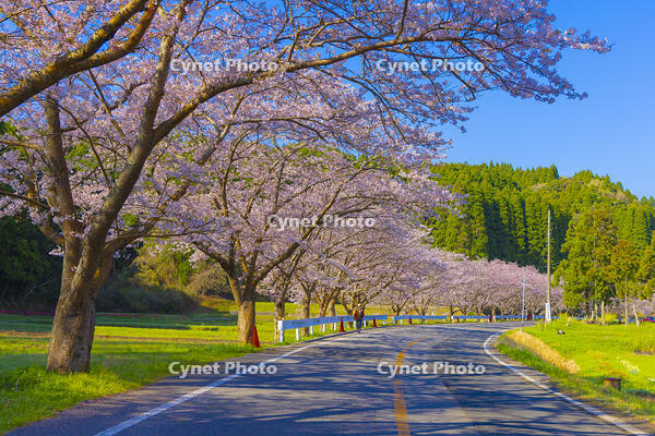 夷隅・札森の桜 [YKA110023545]