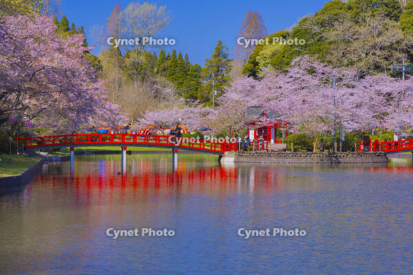 桜咲く茂原公園 [YKA110023546]