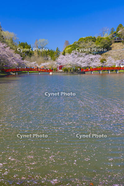 桜咲く茂原公園 [YKA110023548]