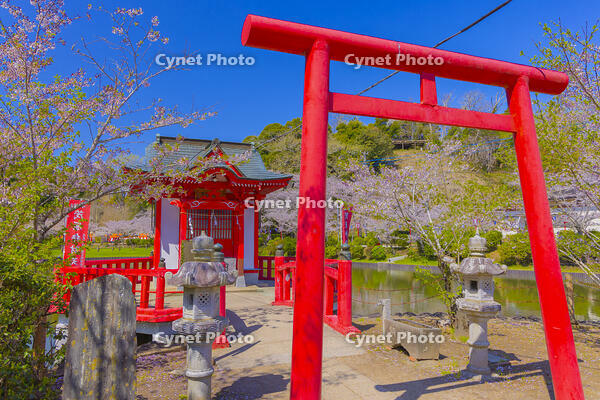 桜咲く茂原公園の茂原弁財天 [YKA110023549]