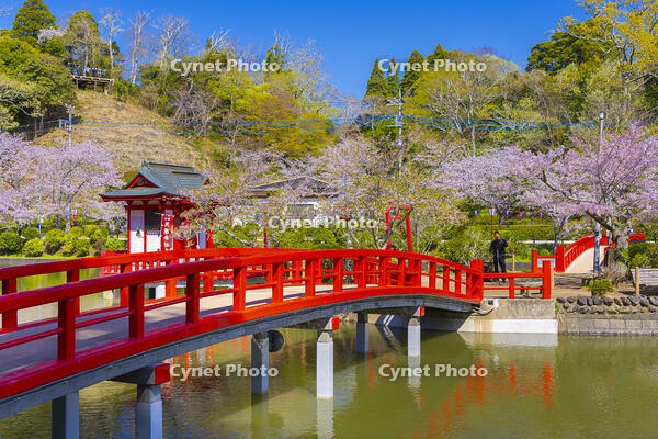 桜咲く茂原公園の茂原弁財天 [YKA110023550]