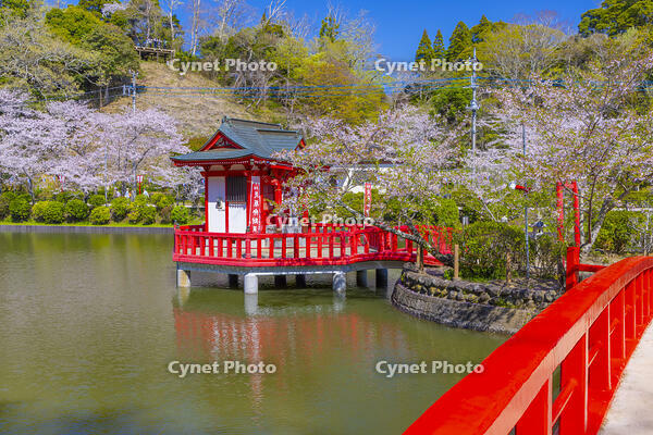 桜咲く茂原公園の茂原弁財天 [YKA110023551]