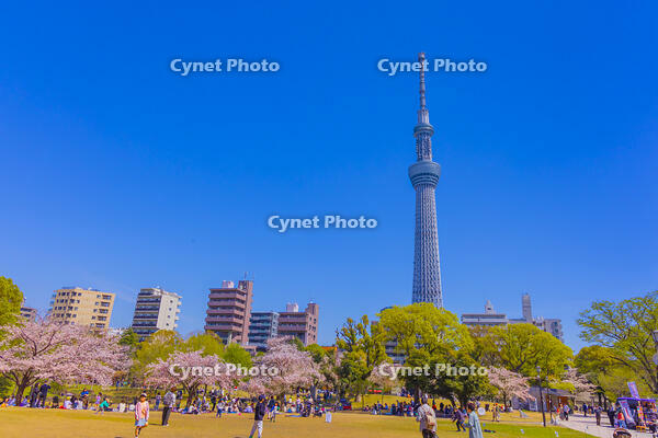 桜咲く隅田公園から東京スカイツリー [YKA110023553]