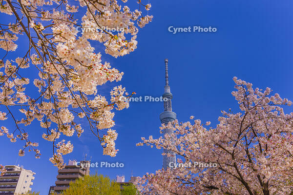 桜咲く隅田公園から東京スカイツリー [YKA110023554]