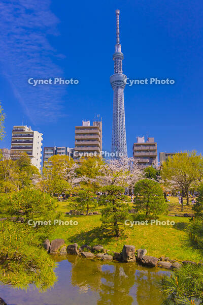 桜咲く隅田公園から東京スカイツリー [YKA110023555]
