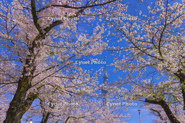 桜咲く隅田公園から東京スカイツリー [YKA110023556]