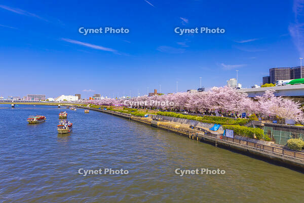 桜咲く隅田川と観光船 [YKA110023558]