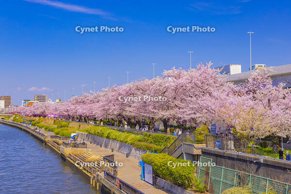桜咲く隅田川と観光船 [YKA110023559]