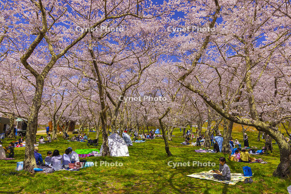 桜咲くアルプス公園の花見風景 [YKA110023636]
