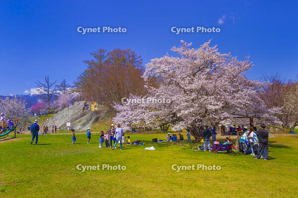 桜咲くアルプス公園の花見風景 [YKA110023637]