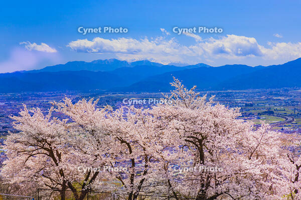 桜咲くアルプス公園の展望 [YKA110023639]